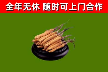 滨江区回收冬虫夏草