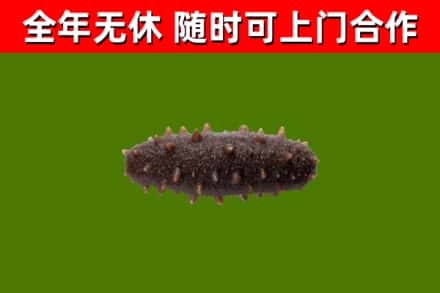 滨江区回收海参干